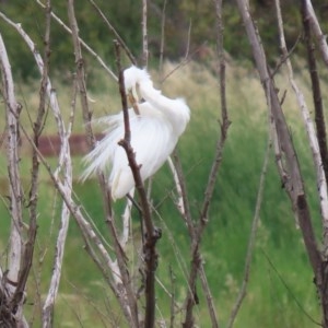 Ardea alba at Fyshwick, ACT - 16 Nov 2020