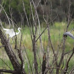 Ardea alba at Fyshwick, ACT - 16 Nov 2020 11:54 AM