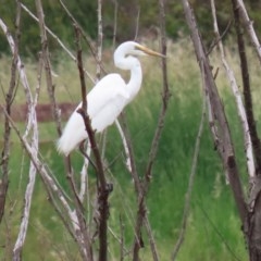 Ardea alba at Fyshwick, ACT - 16 Nov 2020 11:54 AM