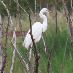 Ardea alba at Fyshwick, ACT - 16 Nov 2020