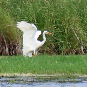 Ardea intermedia at Fyshwick, ACT - 16 Nov 2020