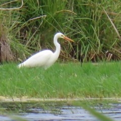 Ardea intermedia at Fyshwick, ACT - 16 Nov 2020
