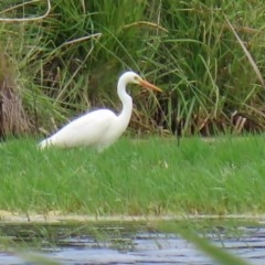 Ardea plumifera at Fyshwick, ACT - 16 Nov 2020