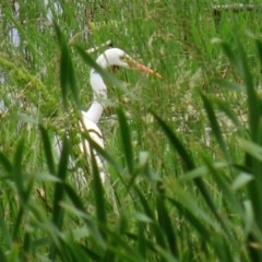 Ardea plumifera at Fyshwick, ACT - 16 Nov 2020