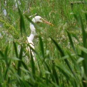 Ardea plumifera at Fyshwick, ACT - 16 Nov 2020