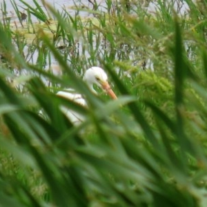 Ardea intermedia at Fyshwick, ACT - 16 Nov 2020