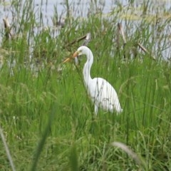 Ardea plumifera at Fyshwick, ACT - 16 Nov 2020