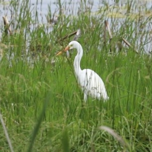 Ardea plumifera at Fyshwick, ACT - 16 Nov 2020 12:14 PM