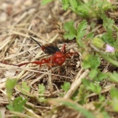 Lissopimpla excelsa (Orchid dupe wasp, Dusky-winged Ichneumonid) at Fyshwick, ACT - 16 Nov 2020 by RodDeb