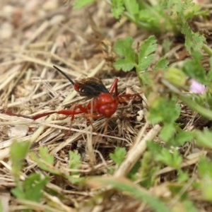 Lissopimpla excelsa at Fyshwick, ACT - 16 Nov 2020