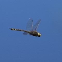 Anax papuensis (Australian Emperor) at Jerrabomberra Wetlands - 17 Nov 2020 by RodDeb