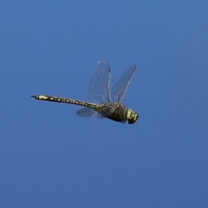 Anax papuensis at Fyshwick, ACT - 17 Nov 2020