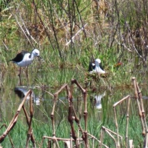 Himantopus leucocephalus at Fyshwick, ACT - 17 Nov 2020 11:34 AM