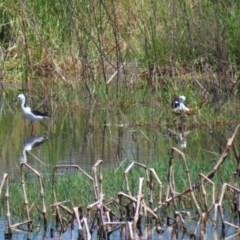 Himantopus leucocephalus at Fyshwick, ACT - 17 Nov 2020 11:34 AM