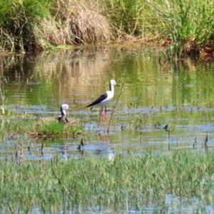 Himantopus leucocephalus at Fyshwick, ACT - 17 Nov 2020 11:34 AM