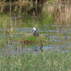 Himantopus leucocephalus at Fyshwick, ACT - 17 Nov 2020 11:34 AM