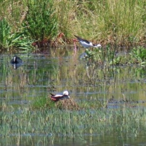 Himantopus leucocephalus at Fyshwick, ACT - 17 Nov 2020 11:34 AM