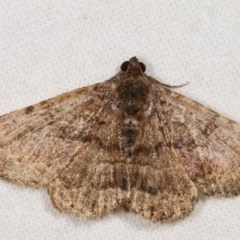 Diatenes aglossoides (An Erebid Moth) at Melba, ACT - 12 Nov 2020 by kasiaaus