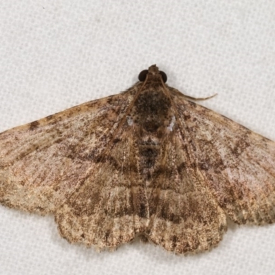 Diatenes aglossoides (An Erebid Moth) at Melba, ACT - 12 Nov 2020 by kasiaaus