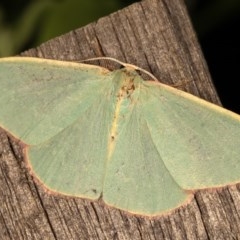 Chlorocoma melocrossa (Cream-fringed Emerald) at Melba, ACT - 12 Nov 2020 by kasiaaus