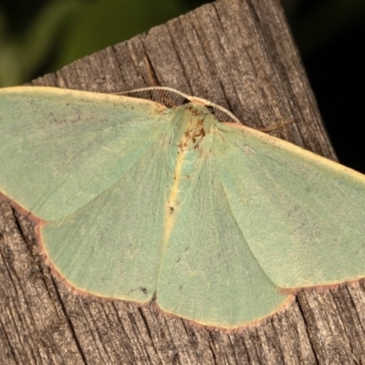 Chlorocoma melocrossa (Cream-fringed Emerald) at Melba, ACT - 12 Nov 2020 by kasiaaus