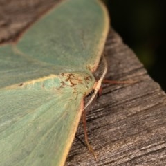 Chlorocoma melocrossa at Melba, ACT - 12 Nov 2020 12:15 AM