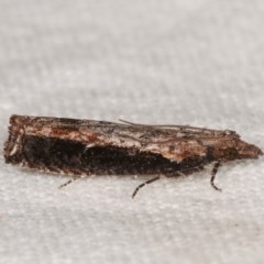 Strepsicrates infensa (an Olethreutine moth) at Melba, ACT - 11 Nov 2020 by kasiaaus