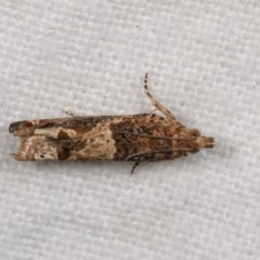 Crocidosema plebejana (Cotton Tipworm Moth) at Melba, ACT - 11 Nov 2020 by kasiaaus