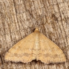 Scopula rubraria (Reddish Wave, Plantain Moth) at Melba, ACT - 12 Nov 2020 by kasiaaus