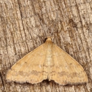 Scopula rubraria at Melba, ACT - 12 Nov 2020 12:33 AM