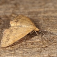 Scopula rubraria at Melba, ACT - 12 Nov 2020 12:33 AM