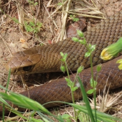 Pseudonaja textilis (Eastern Brown Snake) at Jerrabomberra Wetlands - 16 Nov 2020 by RodDeb
