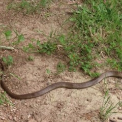 Pseudonaja textilis at Fyshwick, ACT - 16 Nov 2020