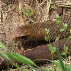 Pseudonaja textilis at Fyshwick, ACT - 16 Nov 2020