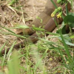 Pseudonaja textilis at Fyshwick, ACT - 16 Nov 2020