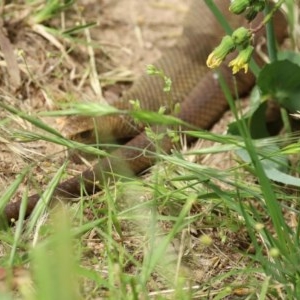 Pseudonaja textilis at Fyshwick, ACT - 16 Nov 2020