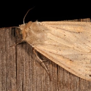 Mythimna (Pseudaletia) convecta at Melba, ACT - 12 Nov 2020 12:16 AM