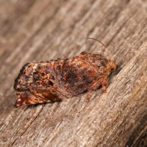 Peritropha oligodrachma at Melba, ACT - 12 Nov 2020 12:16 AM