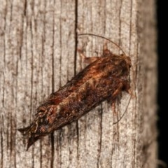 Peritropha oligodrachma at Melba, ACT - 12 Nov 2020 12:16 AM