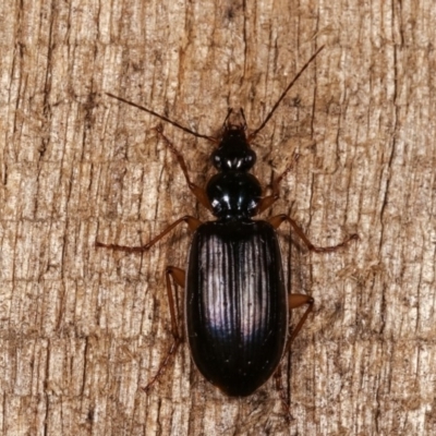Notagonum submetallicum (Predatory ground beetle) at Melba, ACT - 11 Nov 2020 by kasiaaus