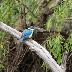 Todiramphus sanctus (Sacred Kingfisher) at Fyshwick, ACT - 16 Nov 2020 by RodDeb