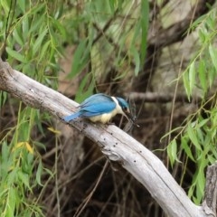 Todiramphus sanctus at Fyshwick, ACT - 16 Nov 2020