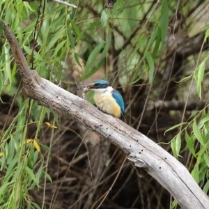 Todiramphus sanctus at Fyshwick, ACT - 16 Nov 2020