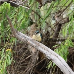 Todiramphus sanctus at Fyshwick, ACT - 16 Nov 2020