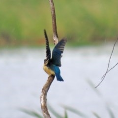 Todiramphus sanctus at Fyshwick, ACT - 16 Nov 2020