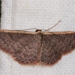 Idaea costaria (White-edged Wave) at Melba, ACT - 11 Nov 2020 by kasiaaus