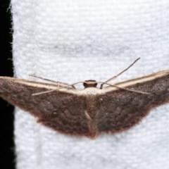 Idaea costaria at Melba, ACT - 12 Nov 2020 12:18 AM