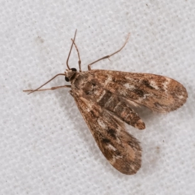Hygraula nitens (Pond Moth) at Melba, ACT - 11 Nov 2020 by kasiaaus