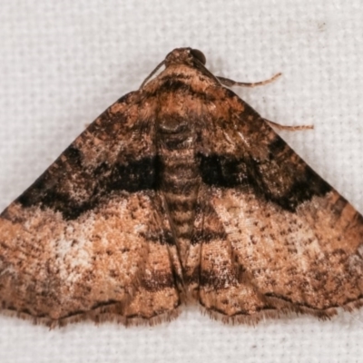 Aporoctena undescribed species (A Geometrid moth) at Melba, ACT - 11 Nov 2020 by kasiaaus
