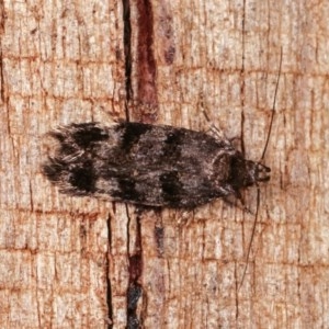 Barea phaeomochla at Melba, ACT - 12 Nov 2020 12:22 AM